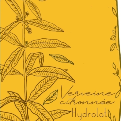 Verveine citronnée, de la ferme Cassiopée