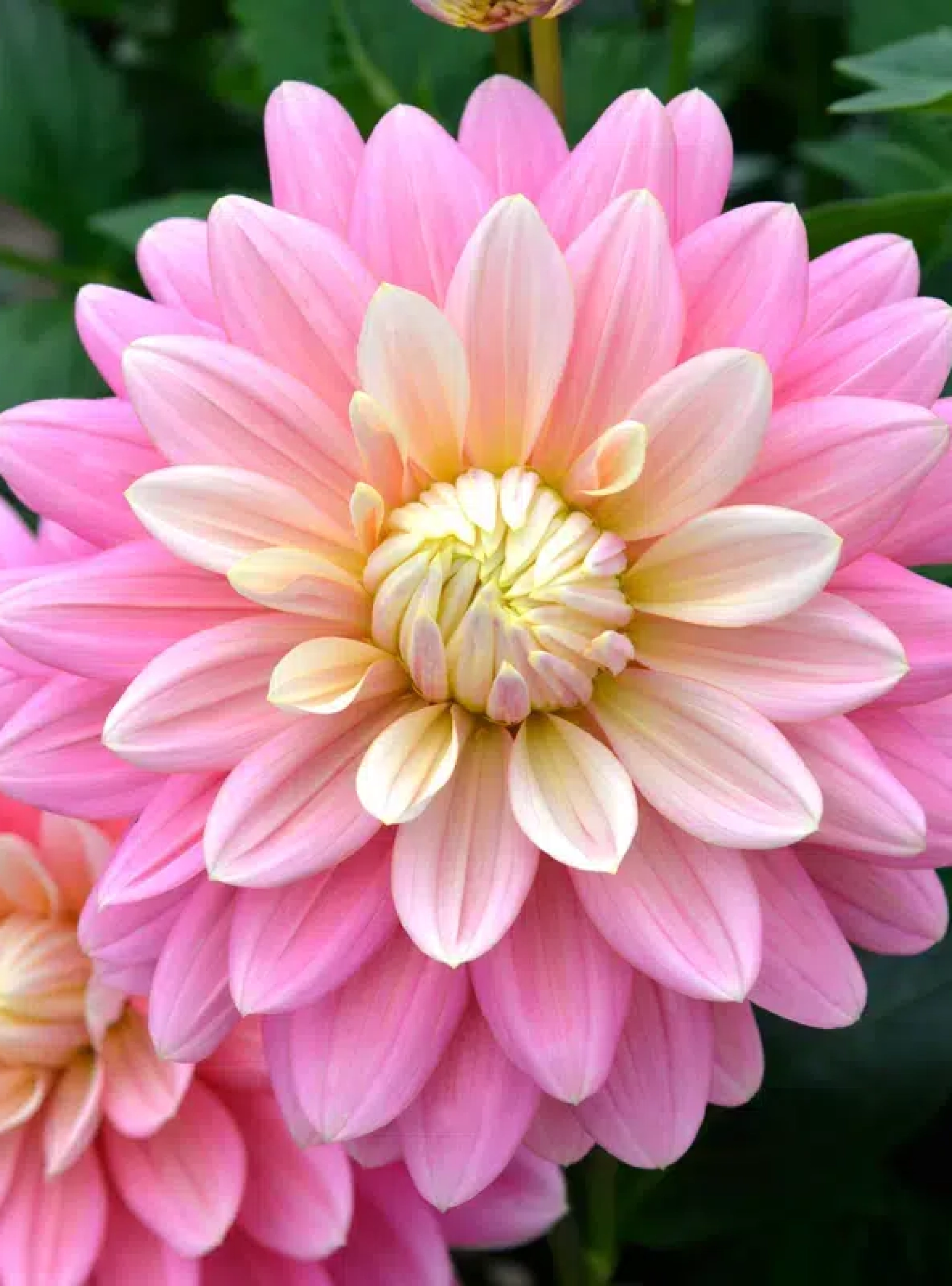 Ferme Cassiopée fleurs coupées dahlias