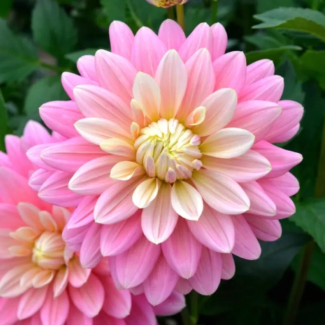 Ferme Cassiopée fleurs coupées dahlias